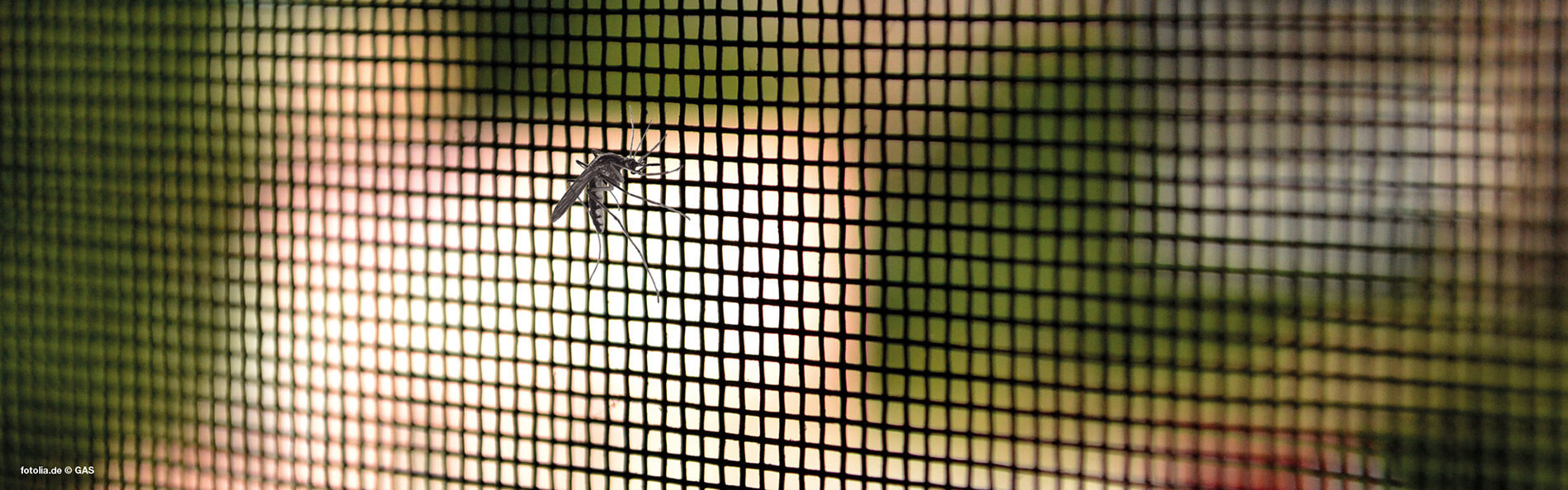 Nahaufnahme eines Insektenschutzgitters mit Mücke